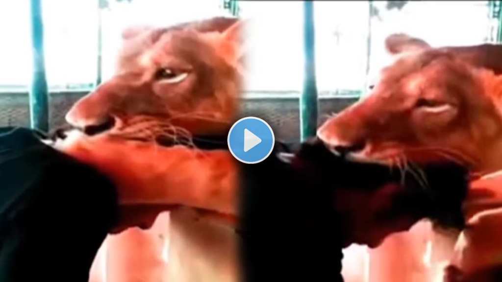 Lion Viral Video