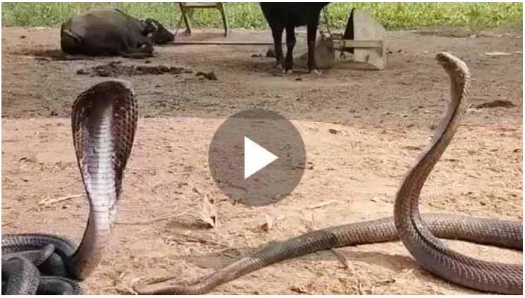 Snake Viral Video 2024