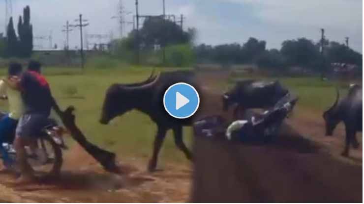 viral-video-young-boys-took-panga-with-buffalo