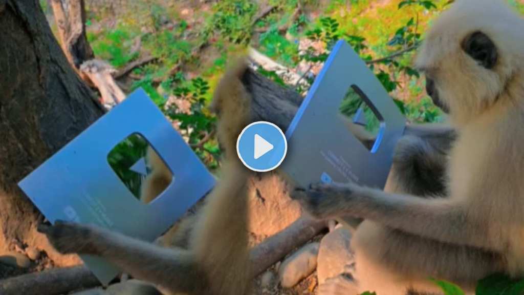 Monkey Viral Video